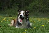 BORDER COLLIE 957
